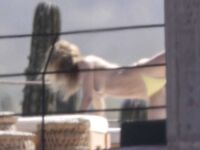 Olivia Wilde Nude Tits (Topless) on a Beach Mexico February 11, 2026