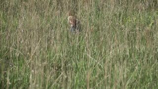 Mariana Lima, Carol Duarte Nude Tits Sex Scene "Os Outros" S3Ep1,4 (2026)